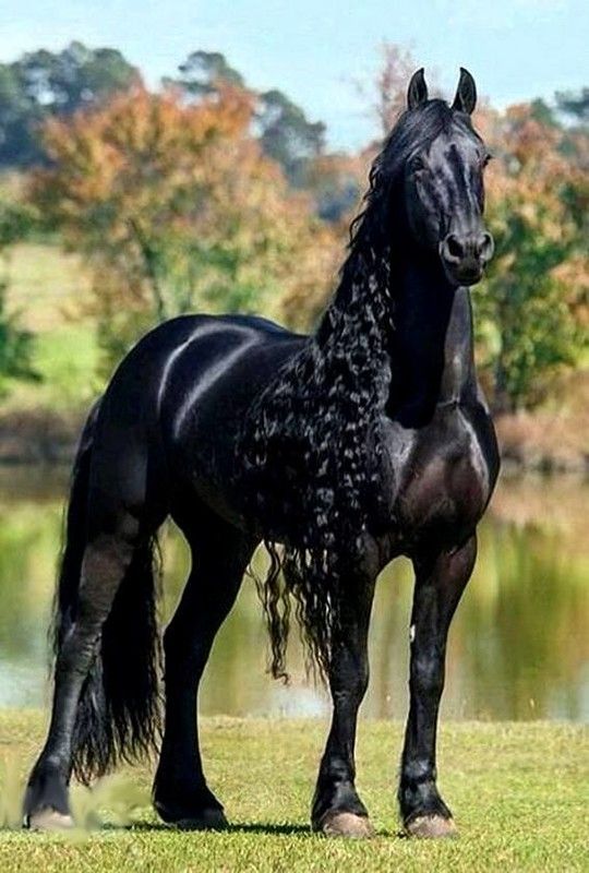 cheval mon amie