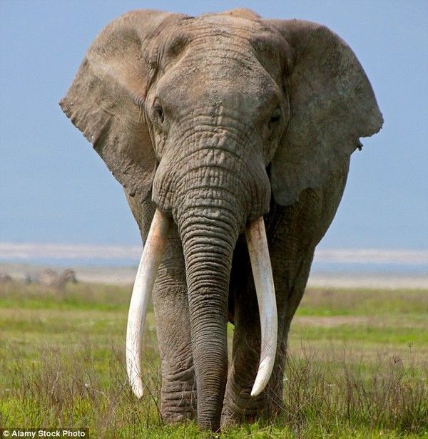 elephant