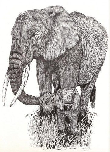 elephant